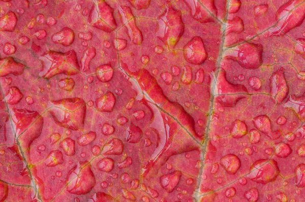 Fallen Autumn Maple Leaf Adorned Pattern Raindrops — Stock Photo, Image