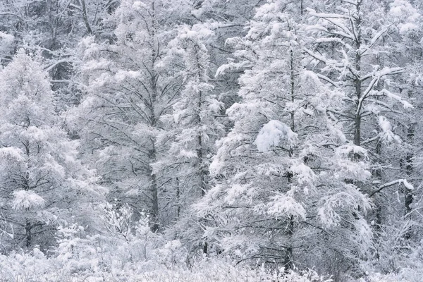 Zimowy Krajobraz Lasu Tamarack Stada Śniegu Michigan Usa — Zdjęcie stockowe