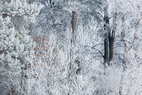 Hoarfrost Obklopuje Les Holých Stromů Chladného Zimního Rána Crooked Lake — Stock fotografie