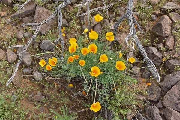 Närbild Gyllene Vallmo Inramade Cholla Grenar Och Stenar Arizona Usa — Stockfoto