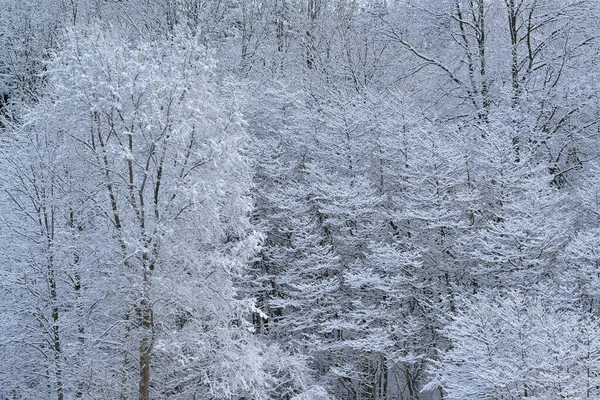 雪に覆われた木々の冬の風景 ヤンキースプリングス州立公園 ミシガン州 アメリカ — ストック写真