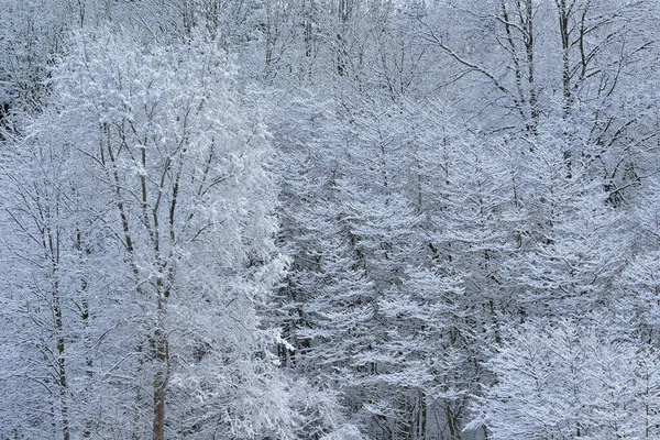 Winter landscape of snow flocked trees, Yankee Springs State Park, Michigan, USA