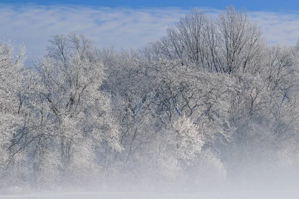 美国密歇根州 寒冷的冬日清晨 白霜覆盖着一片雾蒙蒙的森林 — 图库照片