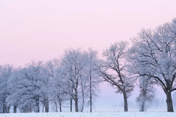 霧氷は夜明け ミシガン州 アメリカで極寒の冬の朝 霧の中で裸の木の森を包む — ストック写真