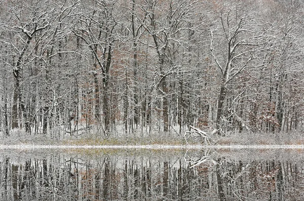 Winter Landscape Snow Flocked Trees Shoreline Deep Lake Mirrored Reflections — Stock Photo, Image