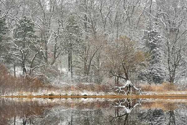 Winter landscape of snow flocked trees on the shoreline of Deep Lake and with mirrored reflections in calm water, Yankee Springs State Park, Barry County, Michigan, USA