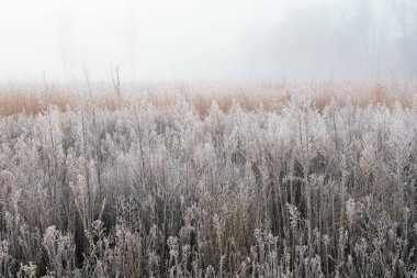 Buzlu sonbahar çayırları sisli, Fort Custer State Park, Michigan, ABD