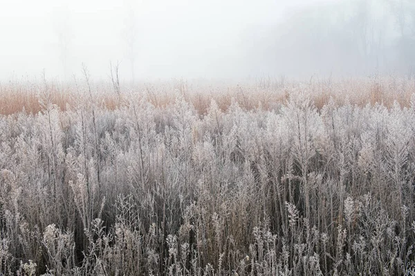 Frosted Autumn Tall Grass Prairie Fog Fort Custer State Park — Stock Photo, Image