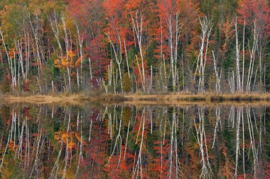 Council Lake 'in sonbahar manzarası sakin sulardaki ağaçların yansımaları, Hiawatha Ulusal Ormanı, Michigan' ın Yukarı Yarımadası, Usa