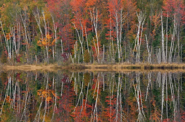 Paesaggio Autunnale Del Lago Council Con Riflessi Alberi Acque Calme — Foto Stock