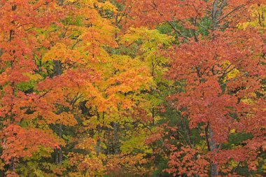 Maples Keweenaw Yarımadası ile sonbahar ormanı manzarası, Michigan 'ın Yukarı Yarımadası, Usa