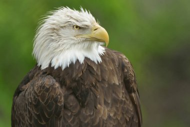 Kel kartal portresi (Haliaeetus leucocephalus)