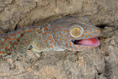 Bir tokay gecko gekko 'nun yakın plan görüntüsü Ağzı açık bir kütüğe tünemiş
