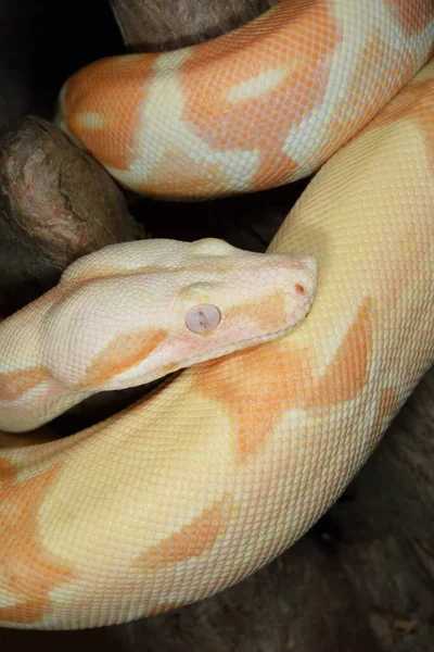 Close Van Een Opgerolde Albino Boa Constrictor — Stockfoto