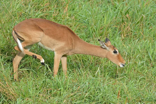 Impala Fêmea Gramíneas — Fotografia de Stock