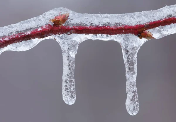 Close Icicles Galho Formado Durante Evento Chuva Gelada Inverno — Fotografia de Stock