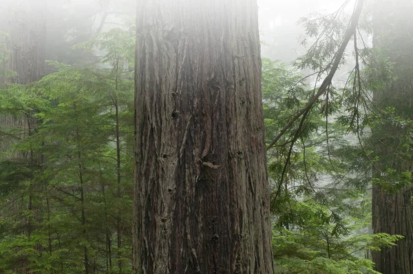 Paisagem Floresta Sequoia Costeira Nevoeiro Prairie Creek State Park Califórnia — Fotografia de Stock