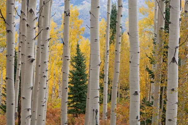 Paisagem Uma Floresta Álamo Outono Com Coníferas Montanhas Alce Colorado — Fotografia de Stock