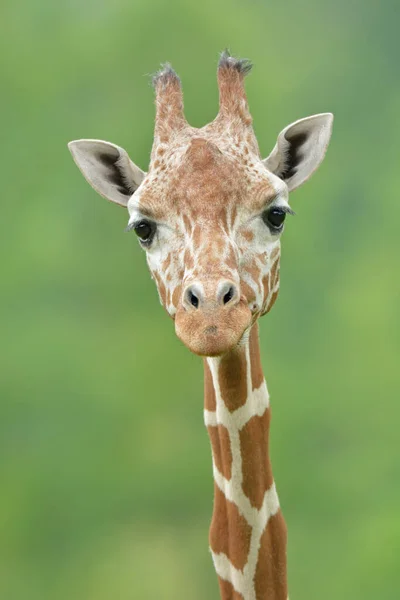 Carino Bambino Reticolato Giraffa Ritratto — Foto Stock