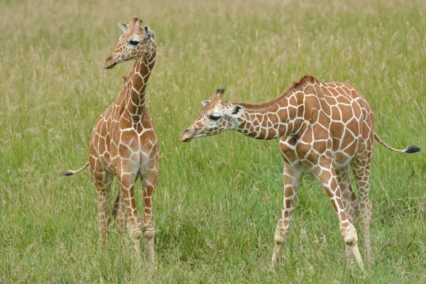 Due Giraffe Reticolate Piedi Erba — Foto Stock