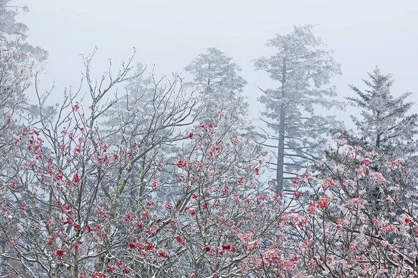 Winter landscape of snow flocked trees and mountain ash berries in fog at Clingman\'s Dome, Great Smoky Mountains National Park, North Carolina, USA