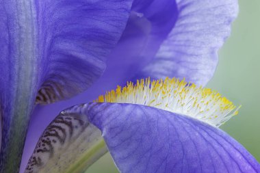 Mavi bir irisin yakın çekimi dokularını, desenlerini ve detaylarını gözler önüne seriyor.