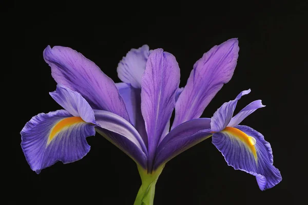 Primo Piano Iride Viola Con Una Goccia Pioggia Appoggiata Petalo — Foto Stock