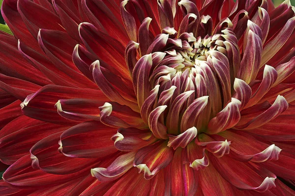 Close Red Dahlia Showing Its Textures Patterns Details — Stok fotoğraf