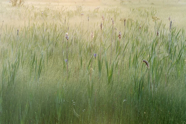 Landskap Ett Dimmigt Kärr Vid Soluppgången Seney Wildlife Refuge Michigan — Stockfoto