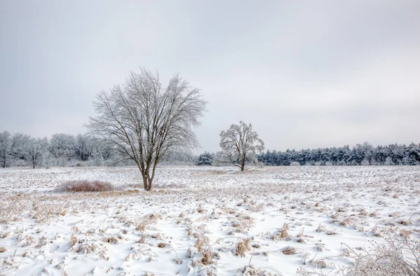 Zimowy Krajobraz Drzew Mrożonych Mroźnym Deszczu Sabo Meadow Michigan Usa — Zdjęcie stockowe