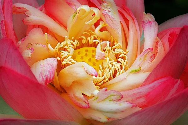 Detailní Záběr Rozvíjející Lotosový Květ Odhalující Textury Detaily Uvnitř — Stock fotografie