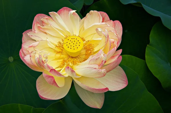 Detailní Záběr Rozvíjející Lotosový Květ Odhalující Textury Detaily Uvnitř — Stock fotografie