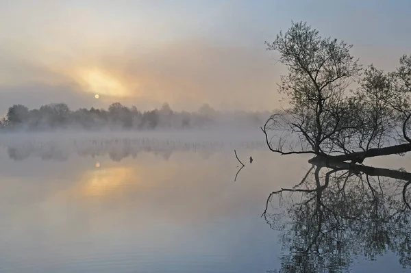 Foggy Tavaszi Táj Napkeltekor Partvonal Whitford Lake Fort Custer State — Stock Fotó