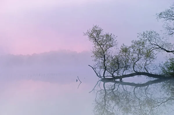 Foggy Spring Landscape Dawn Shoreline Whitford Lake Fort Custer State — Stockfoto