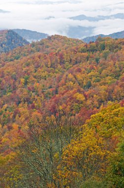 Blue Ridge Parkway, Kuzey Carolina, ABD 'den sonbahar manzarası