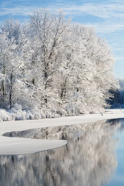 Paisagem Inverno Árvores Cobertas Neve Costa Jackson Hole Lake Com — Fotografia de Stock