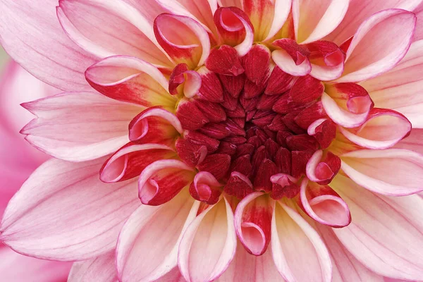 Pembe Kırmızı Yıldız Çiçeğinin Desenlerini Desenlerini Detaylarını Gösteren Yakın Plan — Stok fotoğraf