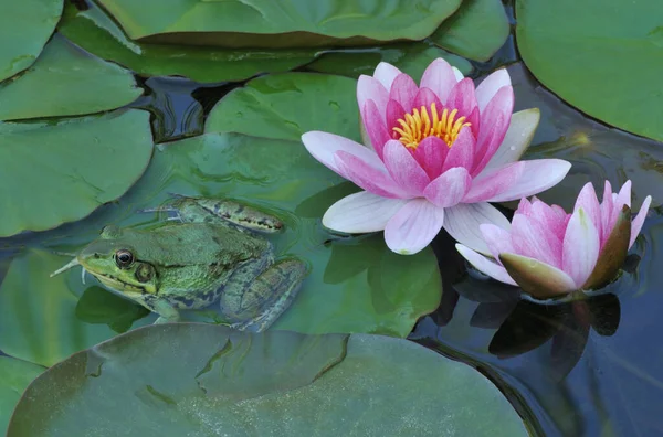 Close Pink Water Lillies Green Frog — Stock Photo, Image