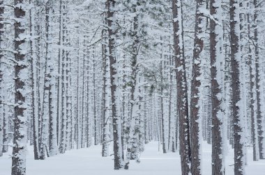Karlı bir çam ormanının kış manzarası, Hiawatha Ulusal Ormanı, Michigan 'ın Yukarı Yarımadası, ABD
