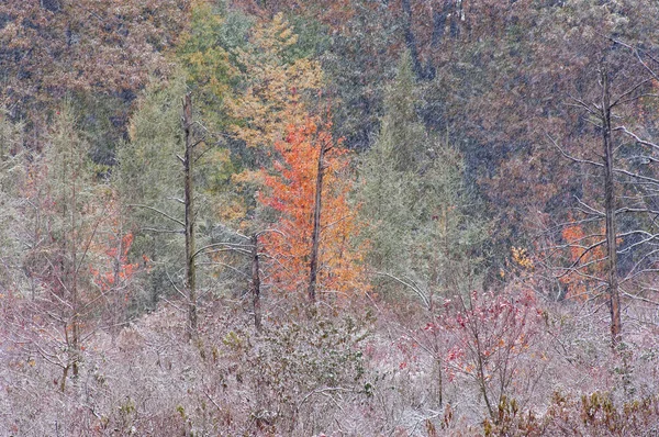 Paisagem Pântano Outono Cheio Neve Michigan Eua — Fotografia de Stock