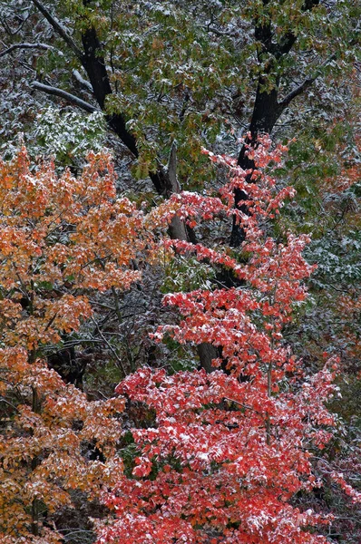 Autumn Landscape Trees Flocked Snow Yankee Springs State Park Michigan — Stock Photo, Image