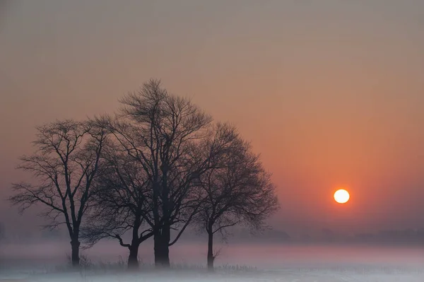 Mlhavá Zimní Krajina Siluet Holých Stromů Při Východu Slunce Venkově — Stock fotografie