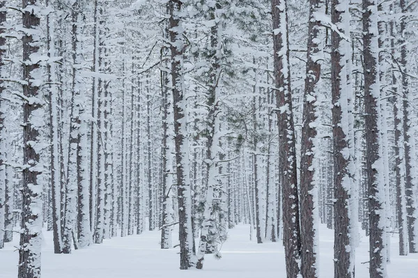 Winter Landscape Snow Flocked Pine Woods Hiawatha National Forest Michigan — Stock Photo, Image