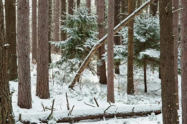 Зимовий Пейзаж Червоного Соснового Лісу Свіжим Пилом Снігу Парк Штату — стокове фото
