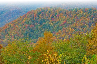 Sonbahar manzarası Great Smoky Dağları, Deep Creek Overlook, Great Smoky Dağları Ulusal Parkı, Kuzey Carolina, ABD