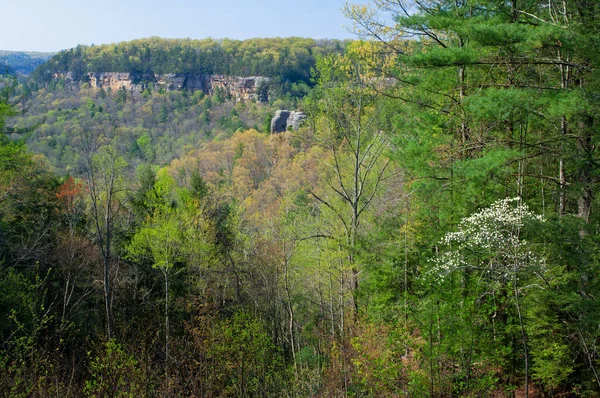 Jarní Krajina Rozkvetlého Psího Dřeva Rokle Červená Řeka Kentucky Usa — Stock fotografie