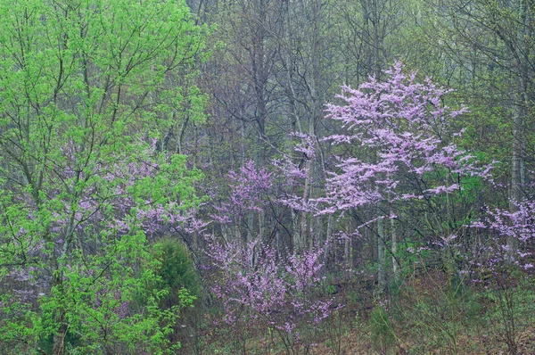 Vårlandskap Rödknoppar Blom Cumberland Falls Kentucky Usa — Stockfoto