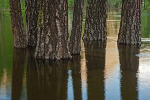 Voorjaar Landschap Van Overstroomde Merced River Boomstammen Reflecties Rustig Water — Stockfoto