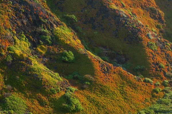 Krajina Pobřeží Tichého Oceánu Rozkvetlými Květinami Jižně Monterey Kalifornie Usa — Stock fotografie