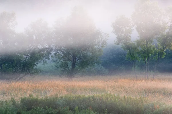 Landscape Summer Meadow Golden Grasses Trees Fog Michigan Usa — Stock Photo, Image